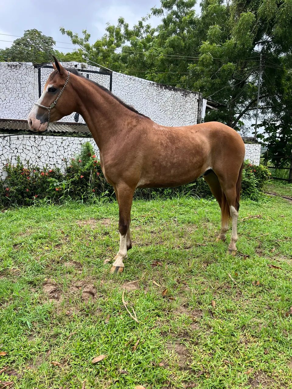CAVALO LINDO E TOP DE MARCHA PiCADA - Foto 4