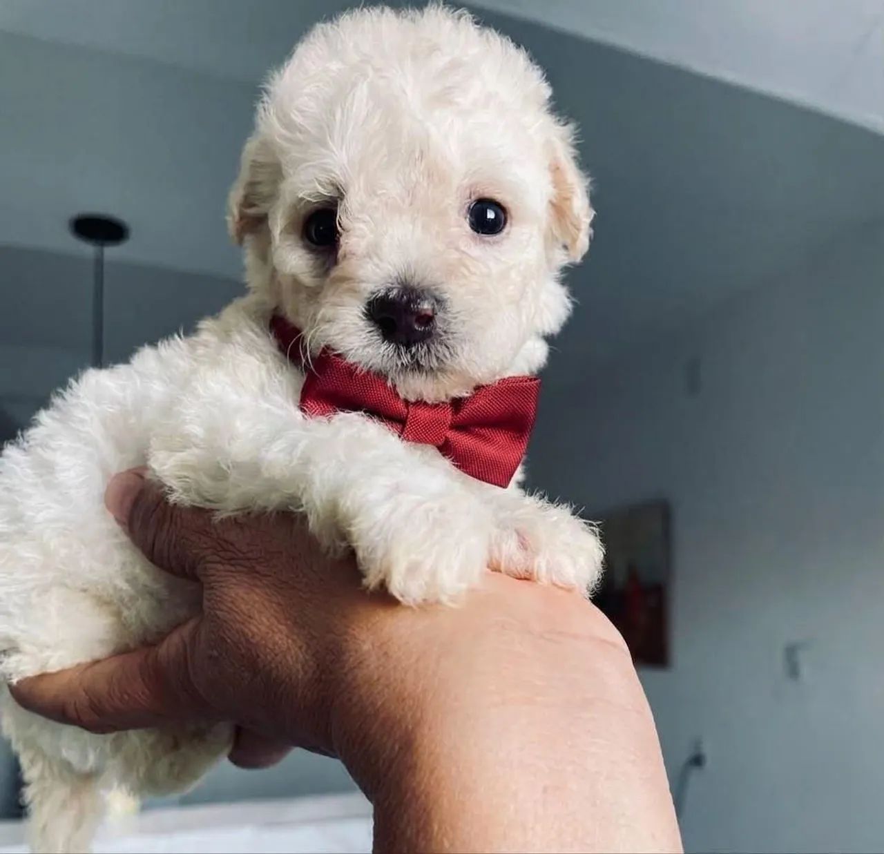 Poodle toy  - Foto 3