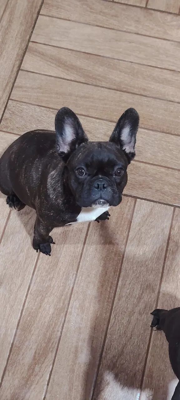 Bulldog Francês para reprodução