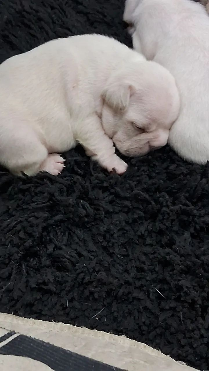Filhotes de buldog Francês. 