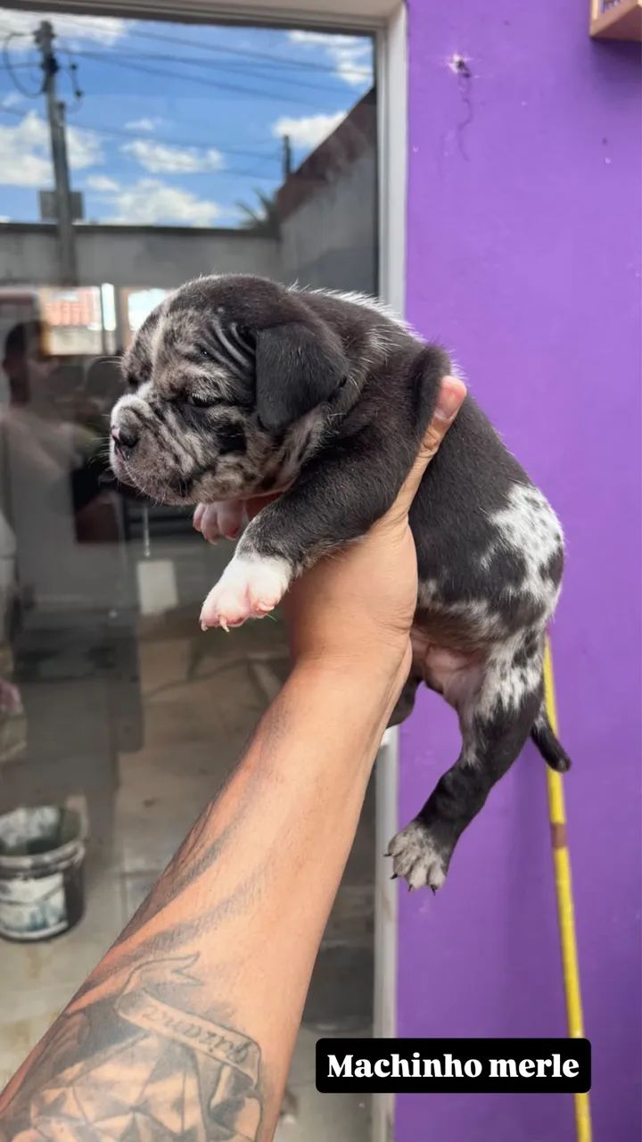 American bully com documentação 