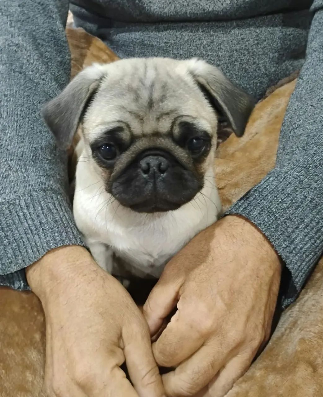 PUG macho