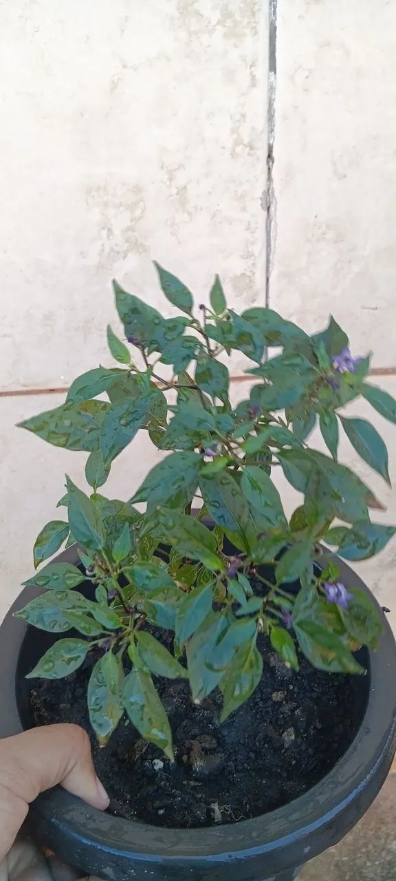 Pimenta pérola negra mudas - Foto 3