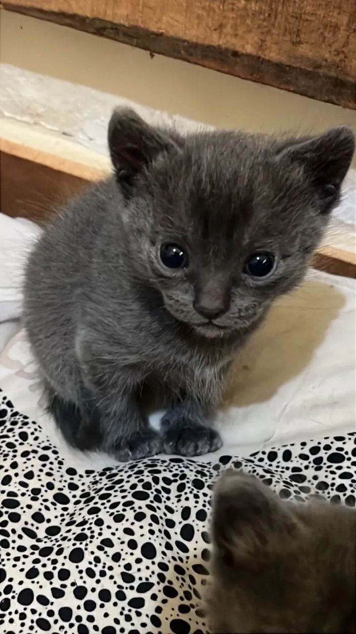 Gato de raça korat - Foto 5