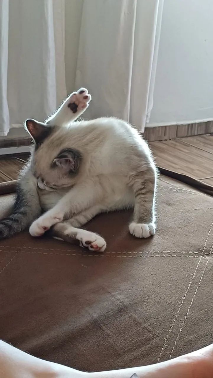 Doação de Gato - Foto 3