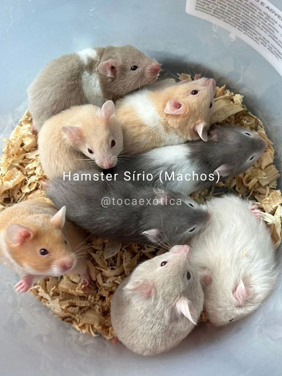Hamster Sírio - Foto 5
