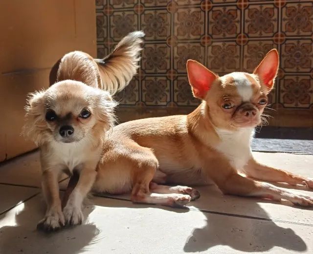 Chiuahua  - Foto 2
