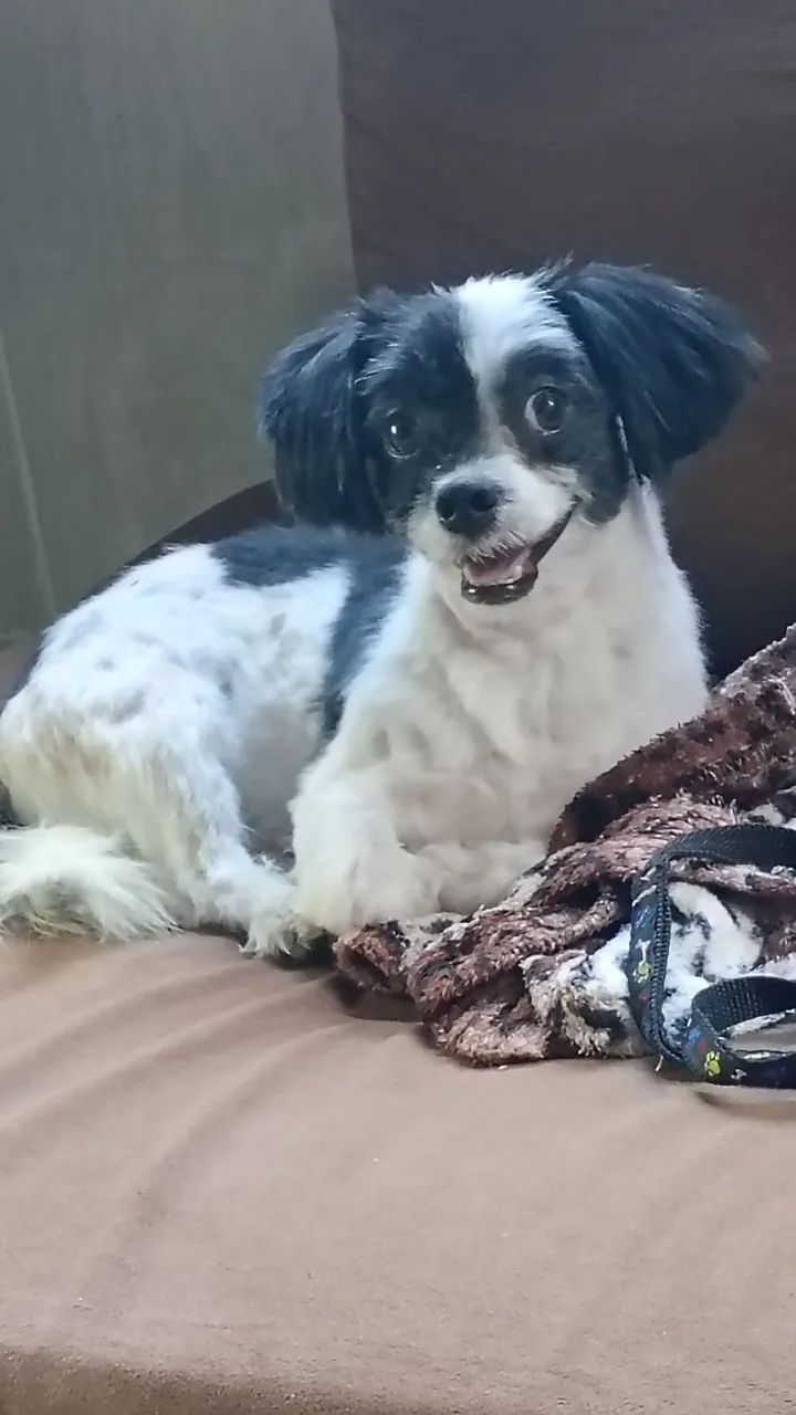 Doação de um shitzu macho 