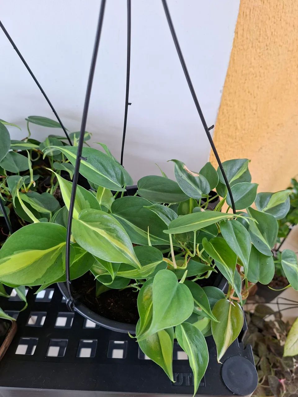 Planta