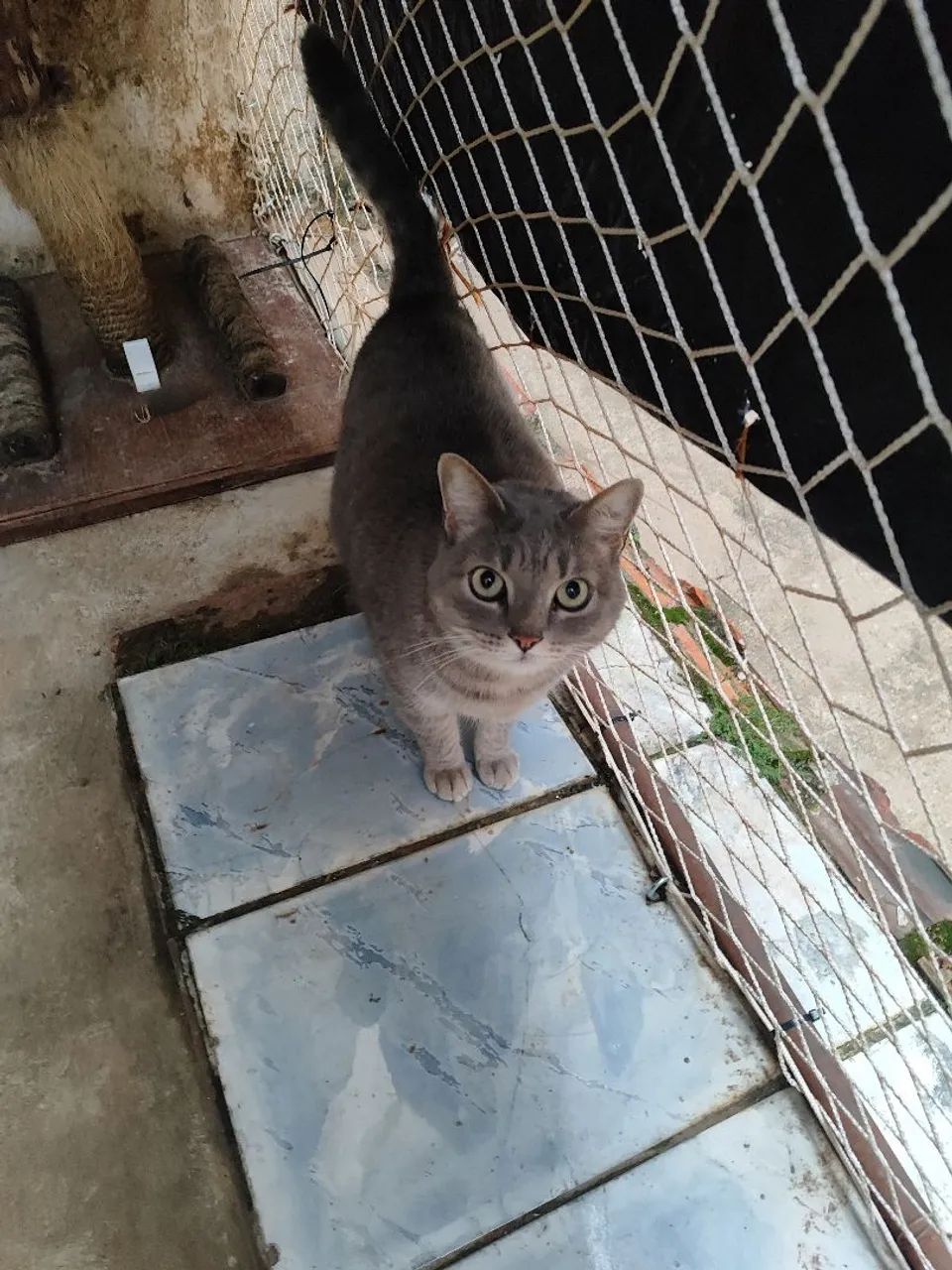 Gatos de estimação  - Foto 4