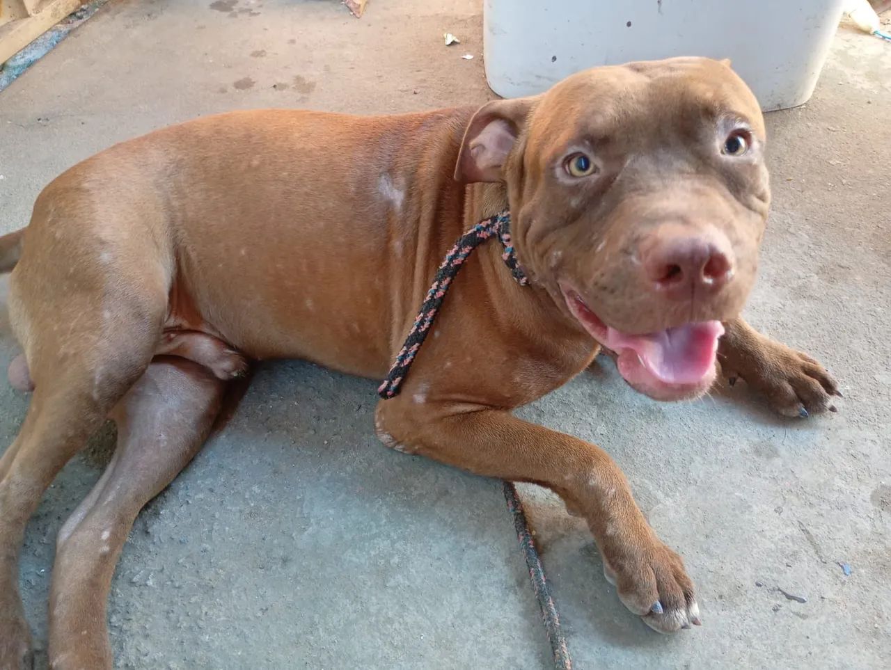 Vende-se dois Pitbull de 10 meses  - Foto 4
