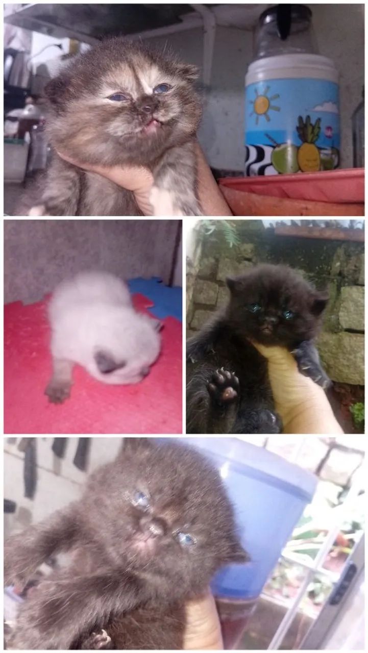 Filhote Gato Persa - Foto 3