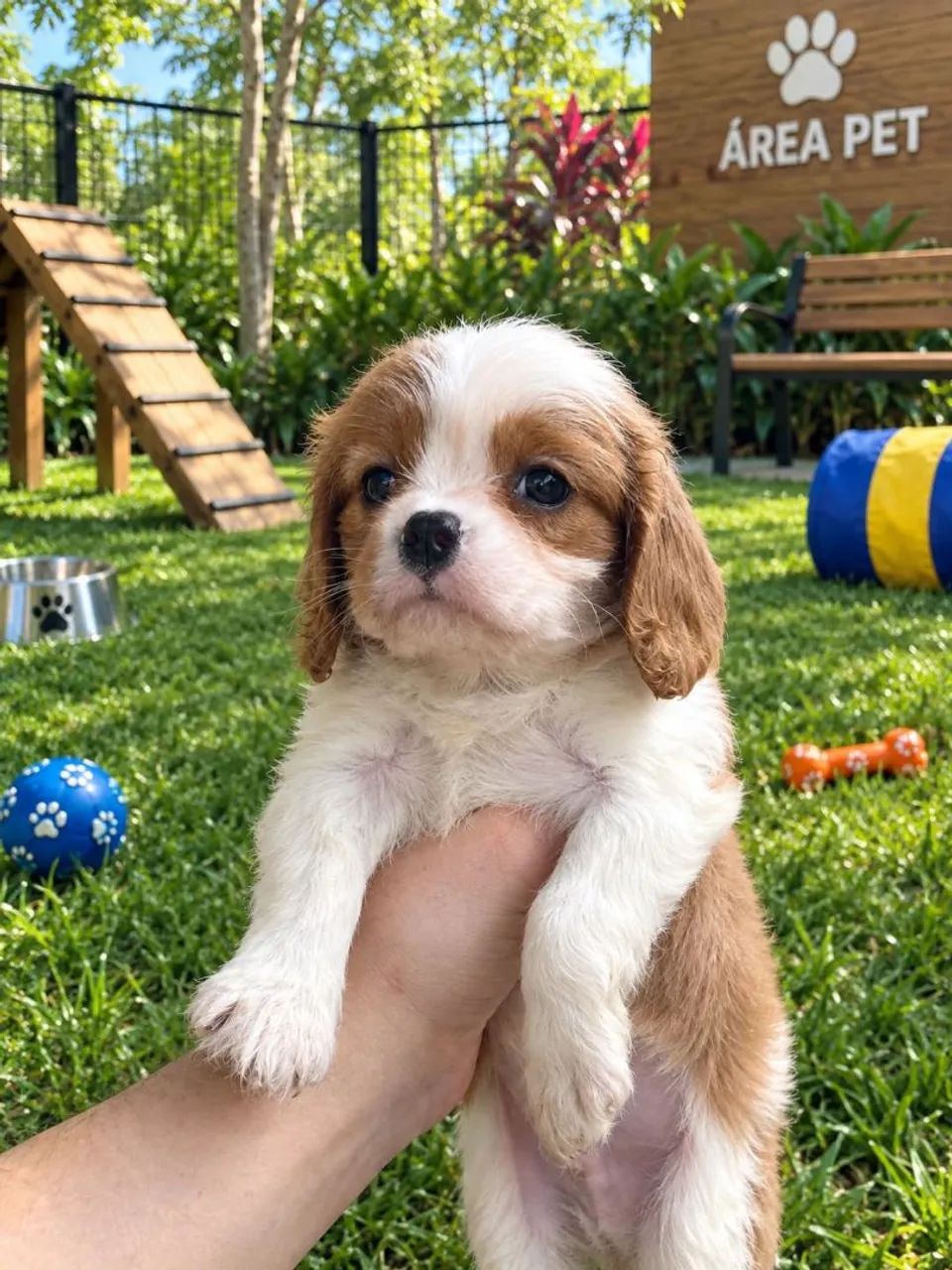 ? CAVALIER KING CHARLES À VENDA ? - Foto 4