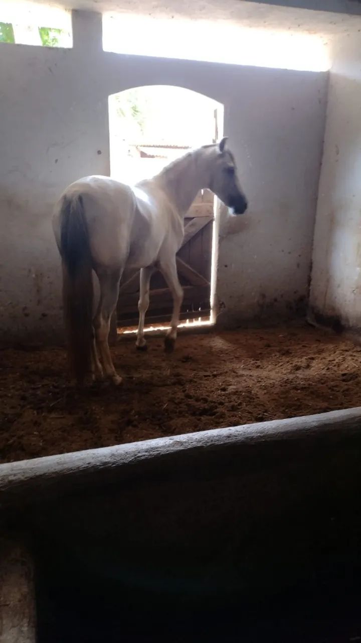 Cavalo