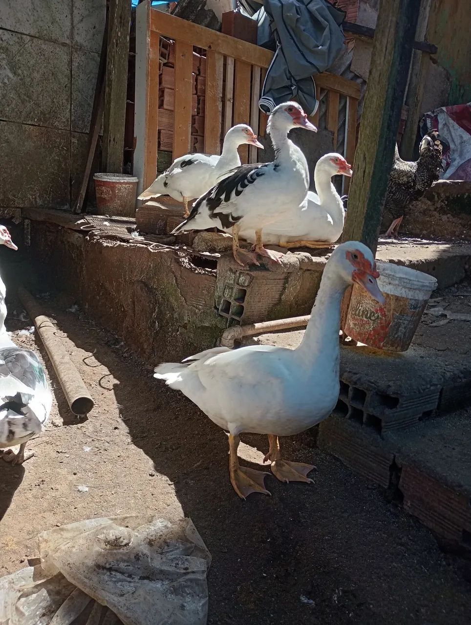Pato - Foto 3