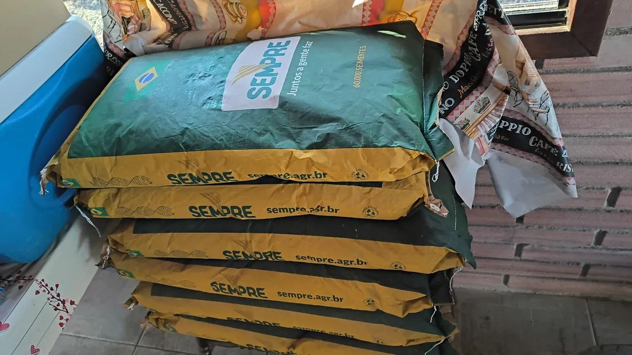 Semente de milho - Foto 2