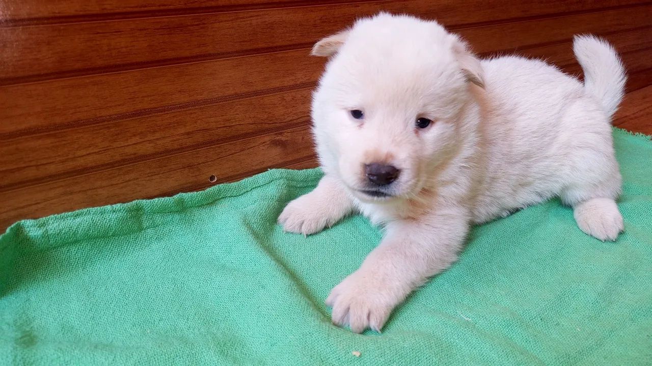 Cachorro  - Foto 3