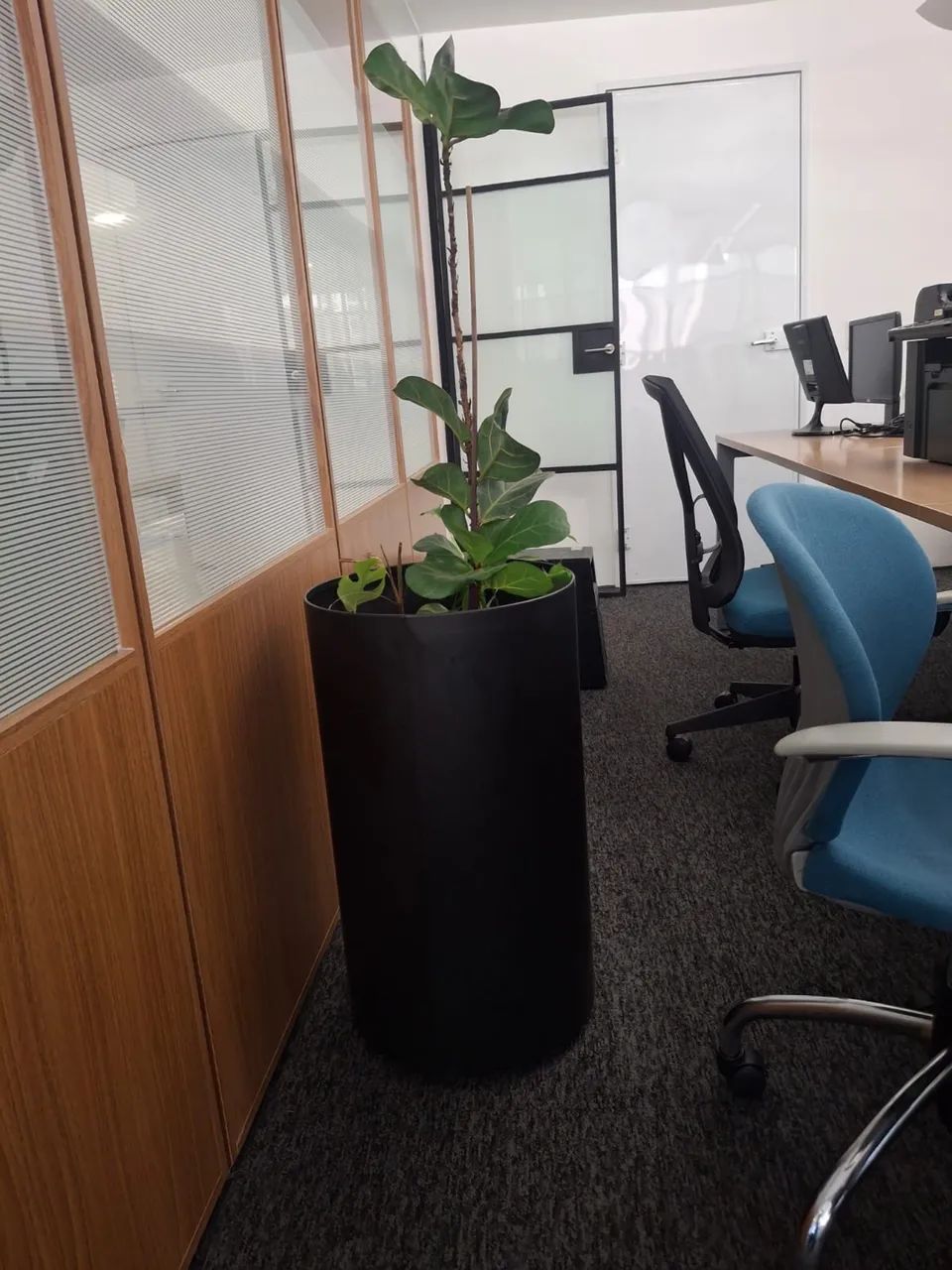 Vasos de ótima qualidade com plantas - Foto 2