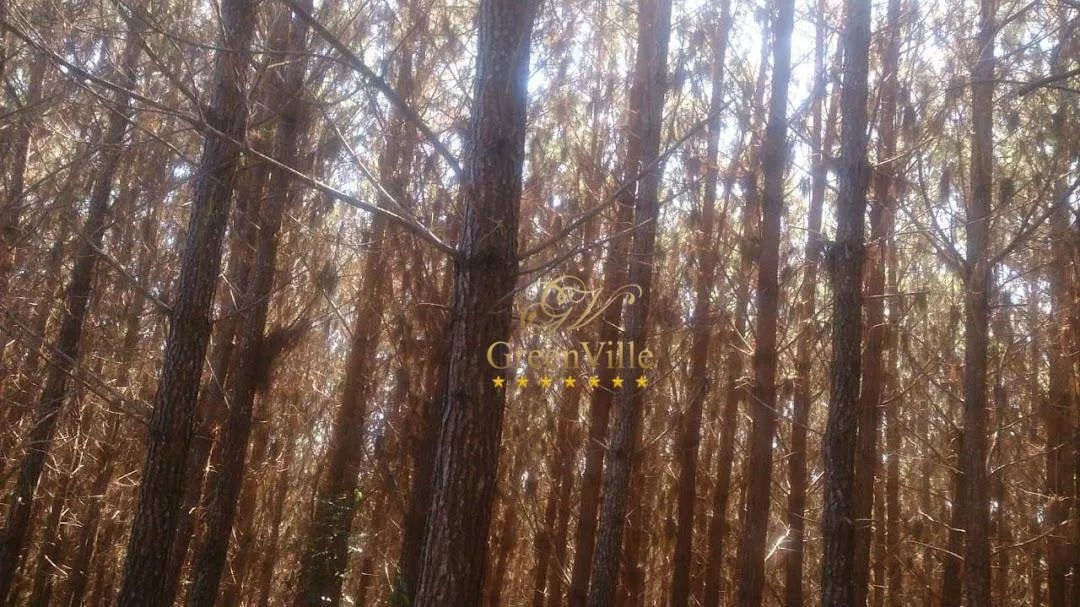 Balsa Nova - Fazenda Florestal - Foto 4