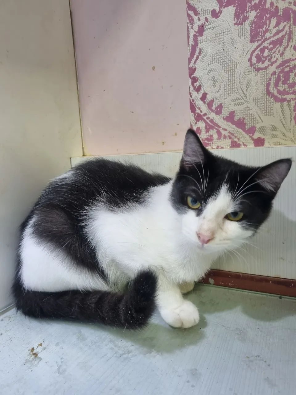 Gatinhos para adoção - Foto 3