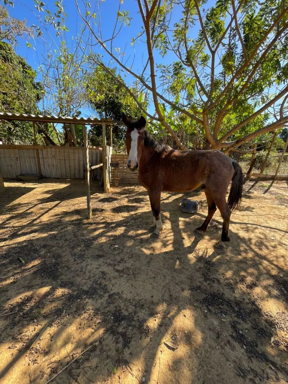 Cavalo de pequeno porte manso e bom de sela. - Foto 2