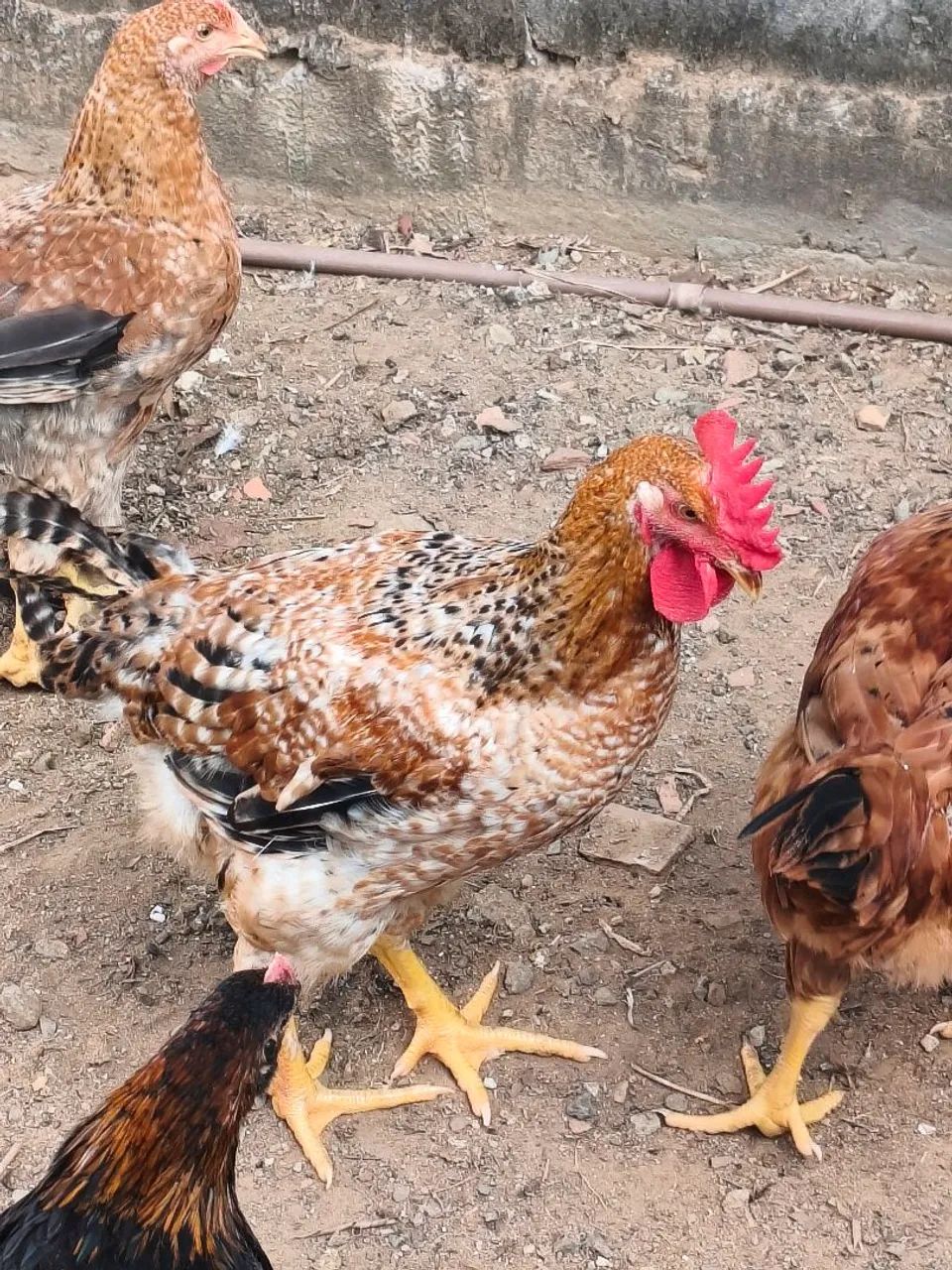 Frango e Franga Caipira  -  Prontos para Abate ou Postura, pesando em média 3kg - Foto 2