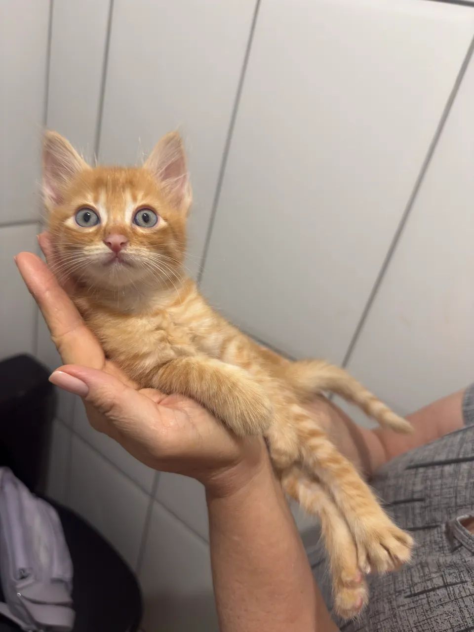 Lindos gatinhos para doação 