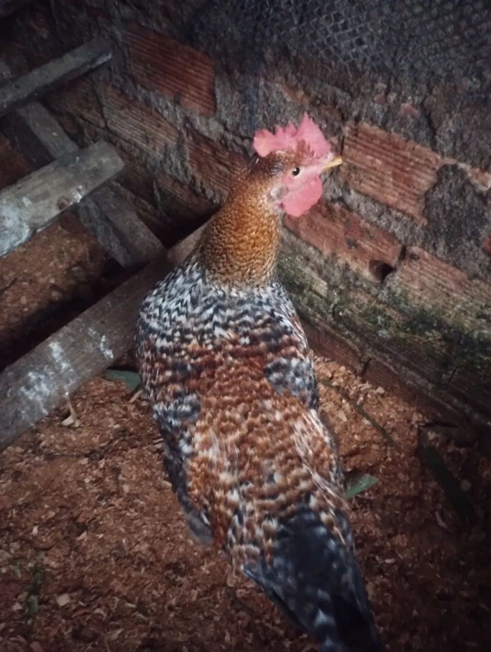 Galos ingleses e Galos caipira  - Foto 2