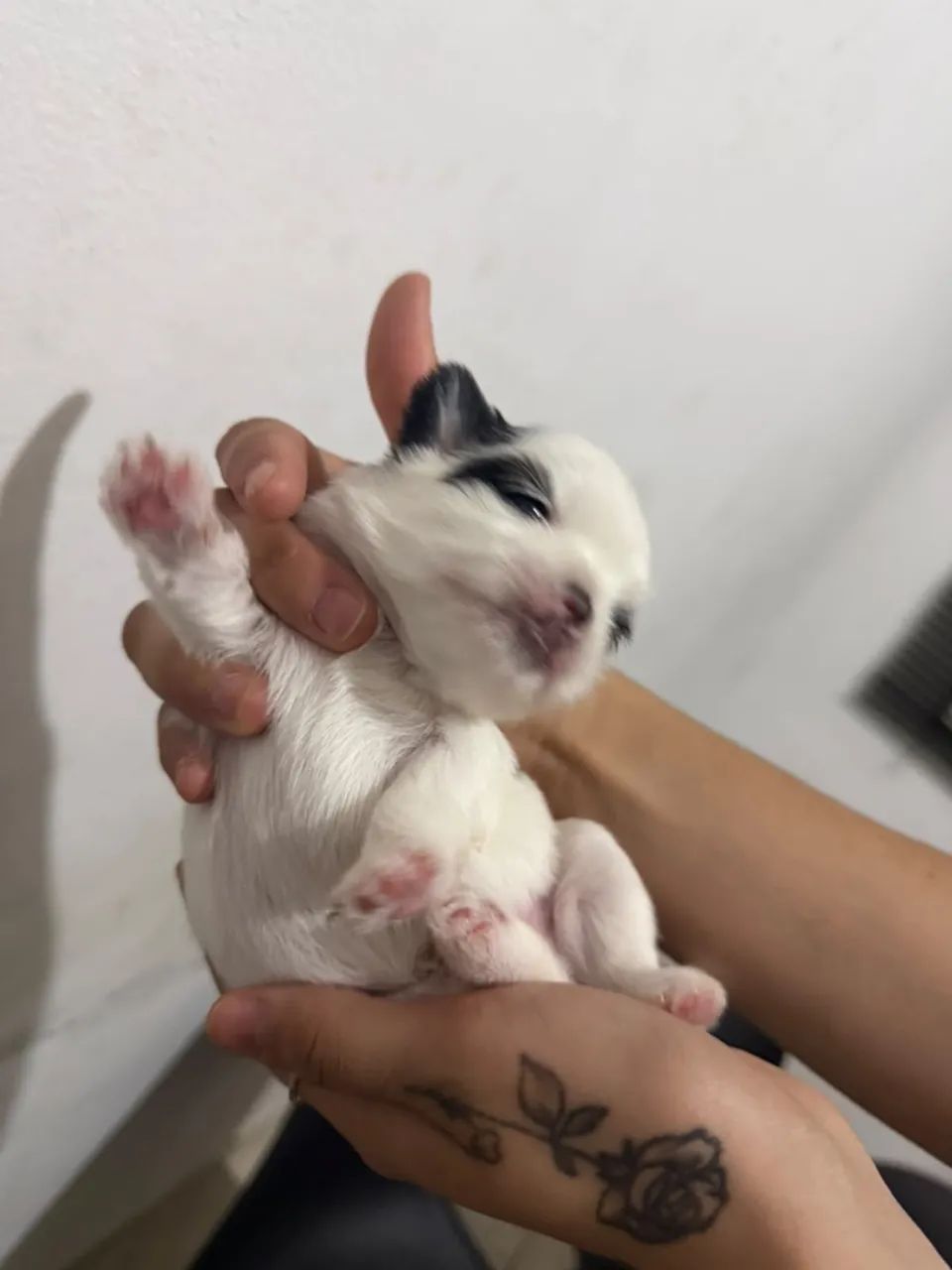 Vendo cachorro shitzu  - Foto 4