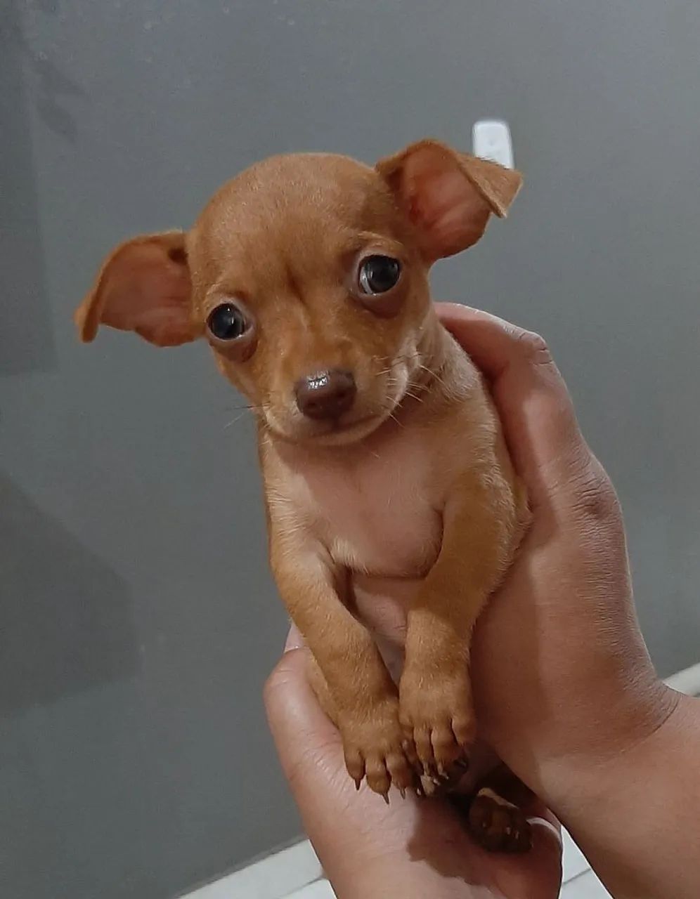 Pinscher Zero