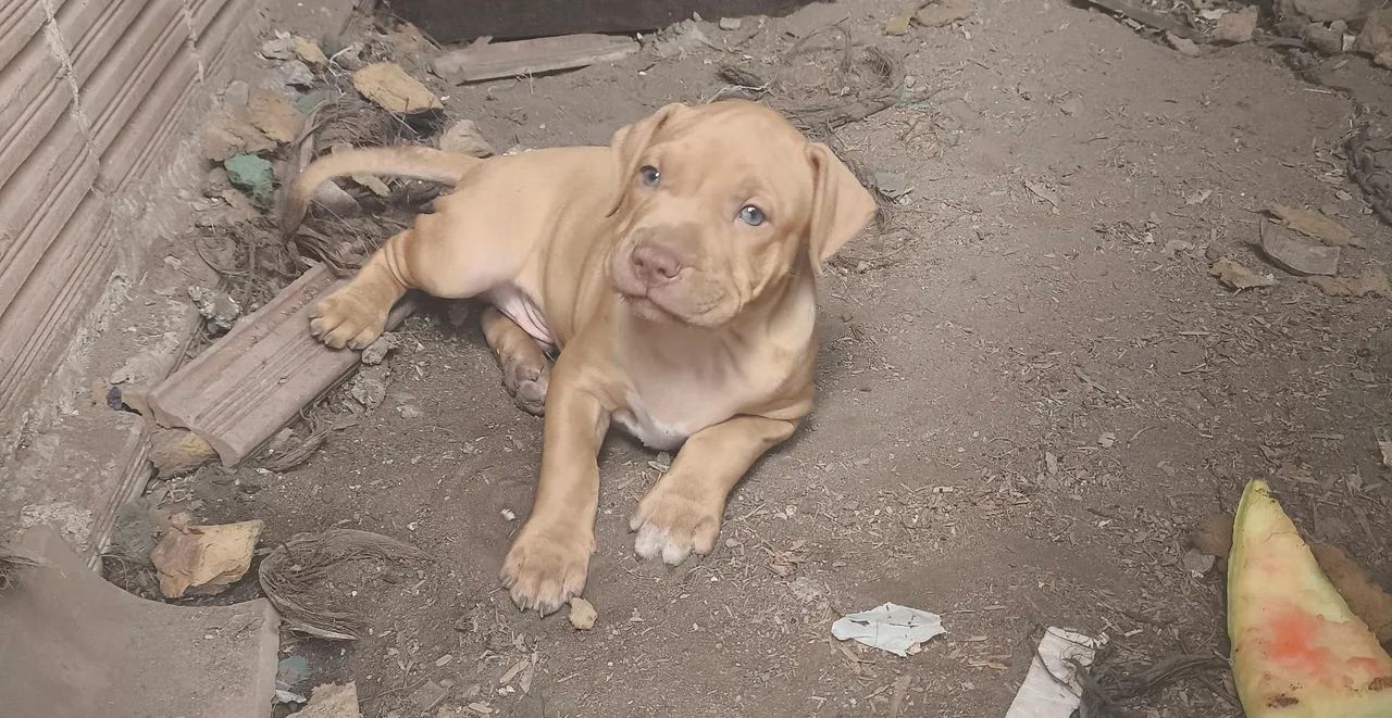 Filhote de Pitbull  - Foto 4