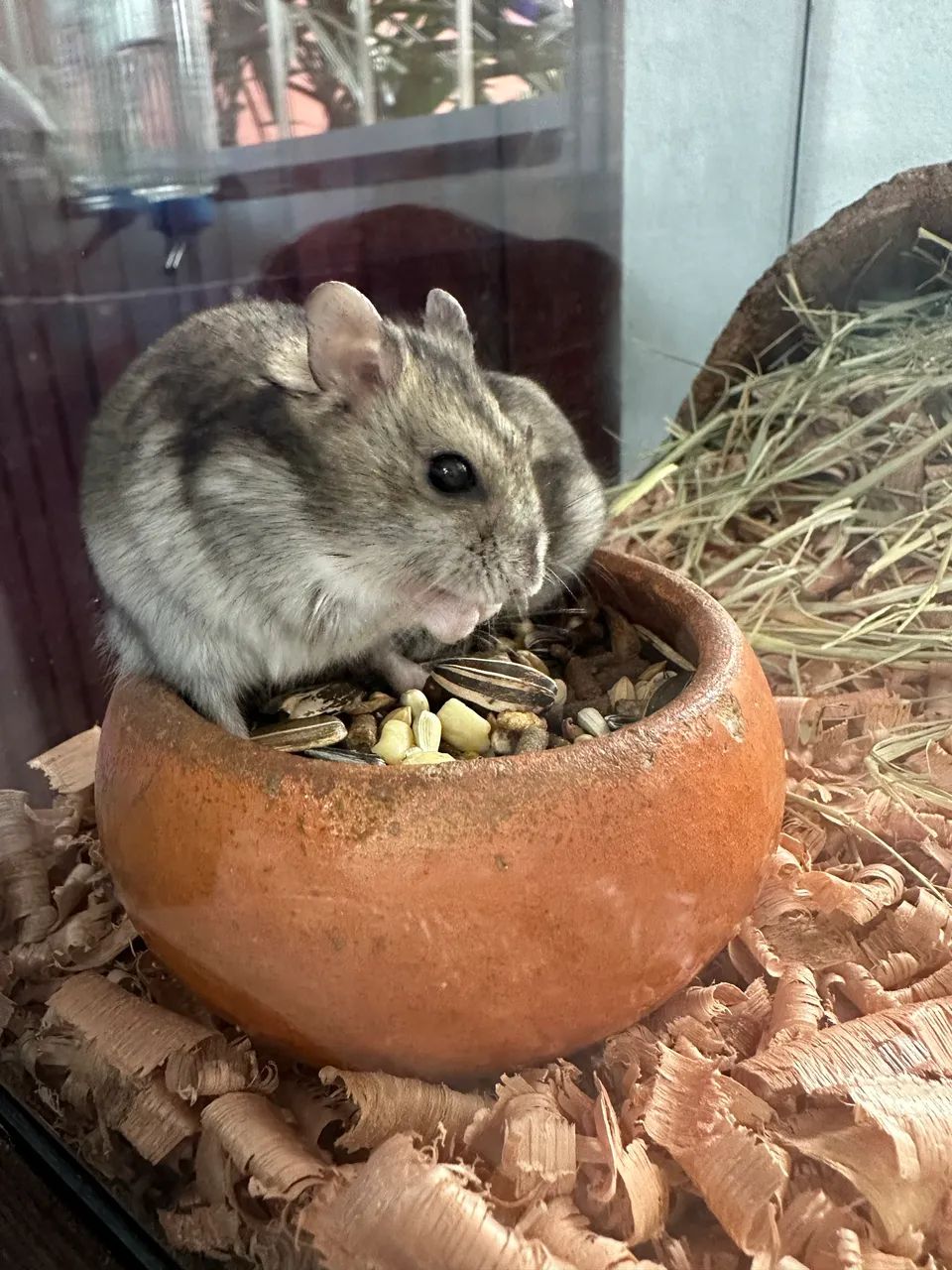 Filhotes de anao russo  - Foto 2