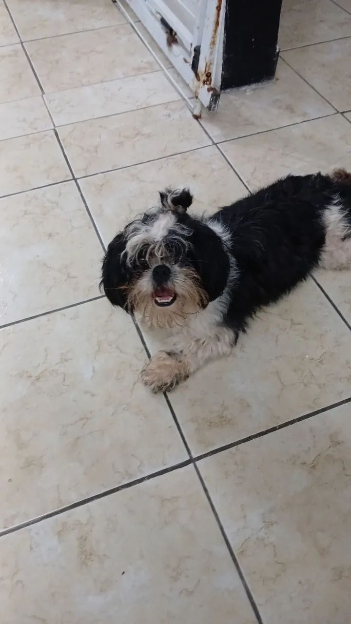 Cachorro  - Foto 5