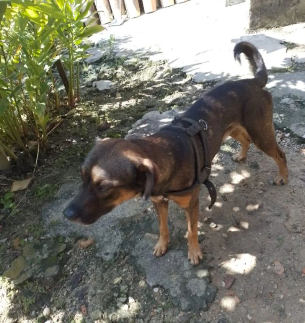 Cão Ideal para Proteção e Alerta - Procura um Lar!