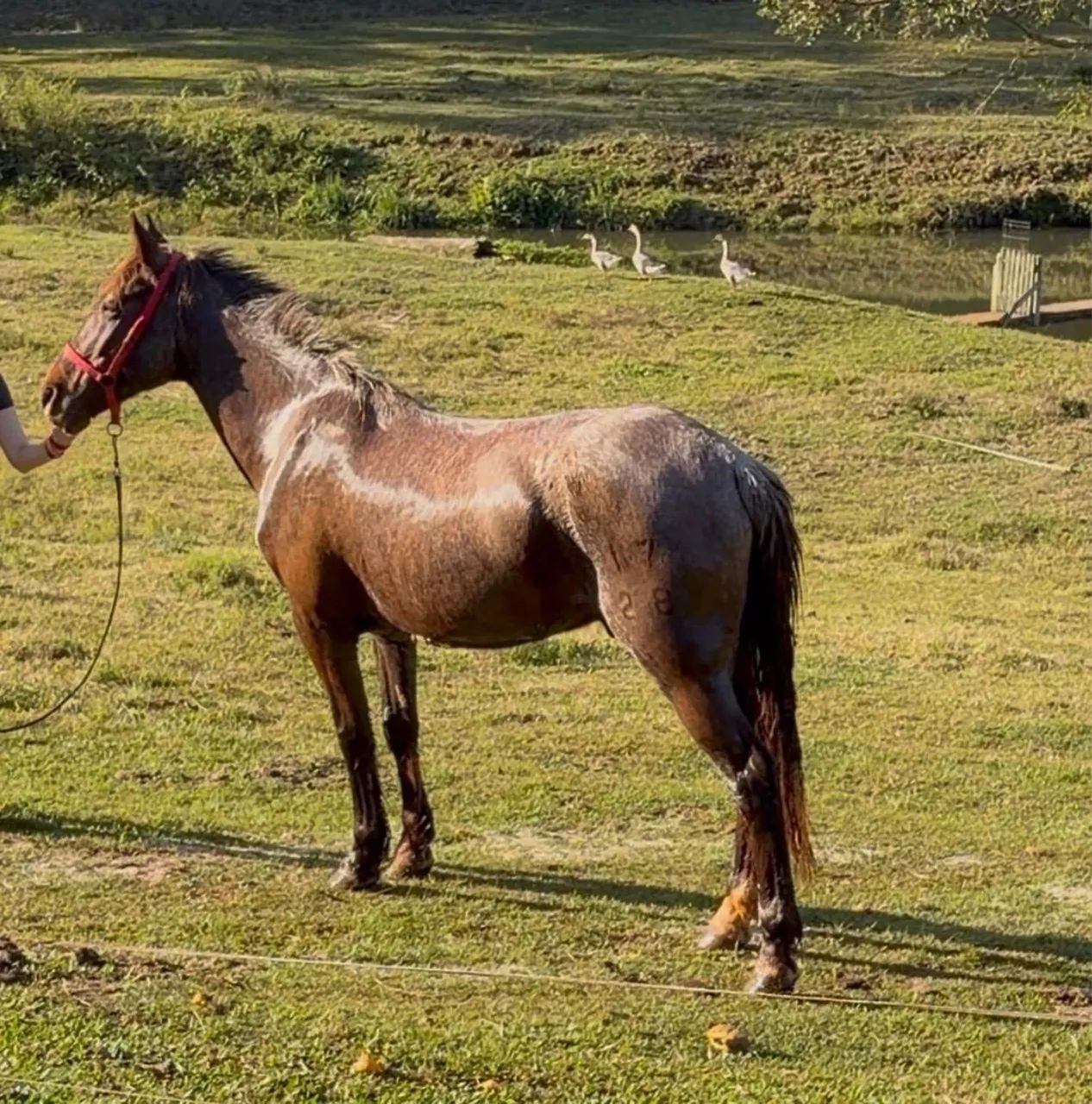 Cavalo Criolo  - Foto 3