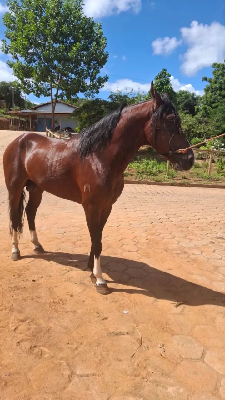 Vendo ou troco cavalo 