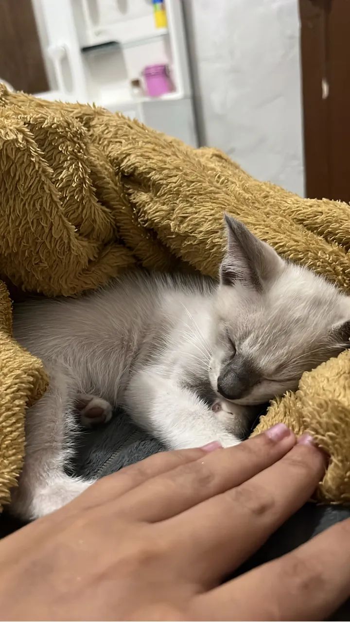 Gatinho para adoção  - Foto 2