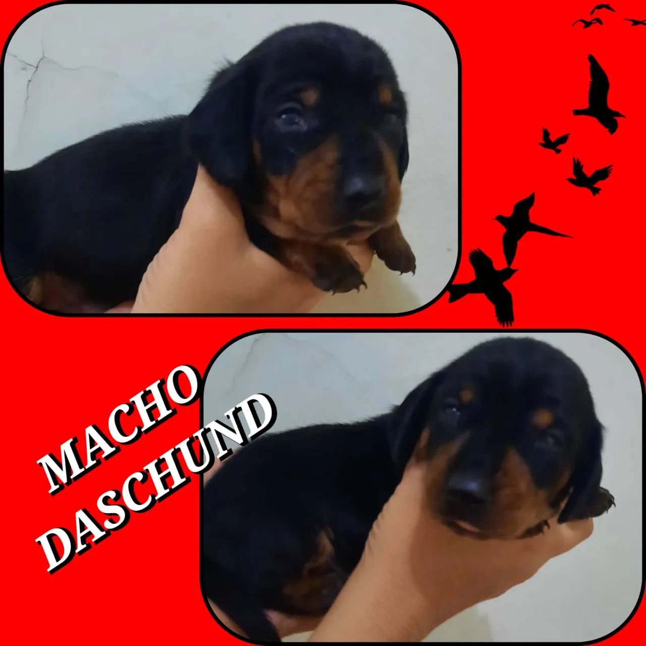 Teckel macho