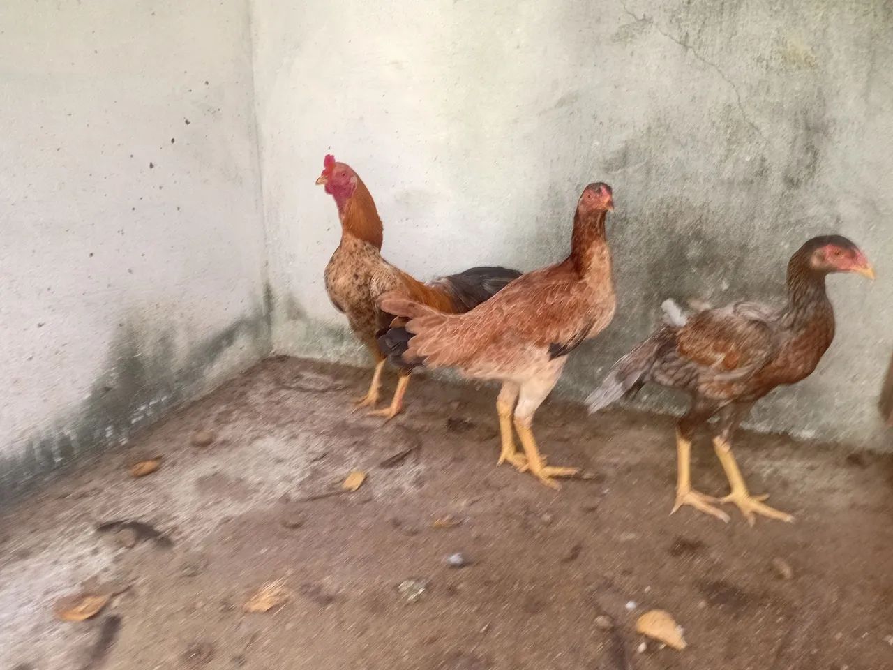 01 frango e 2 frangas caipira - Foto 5