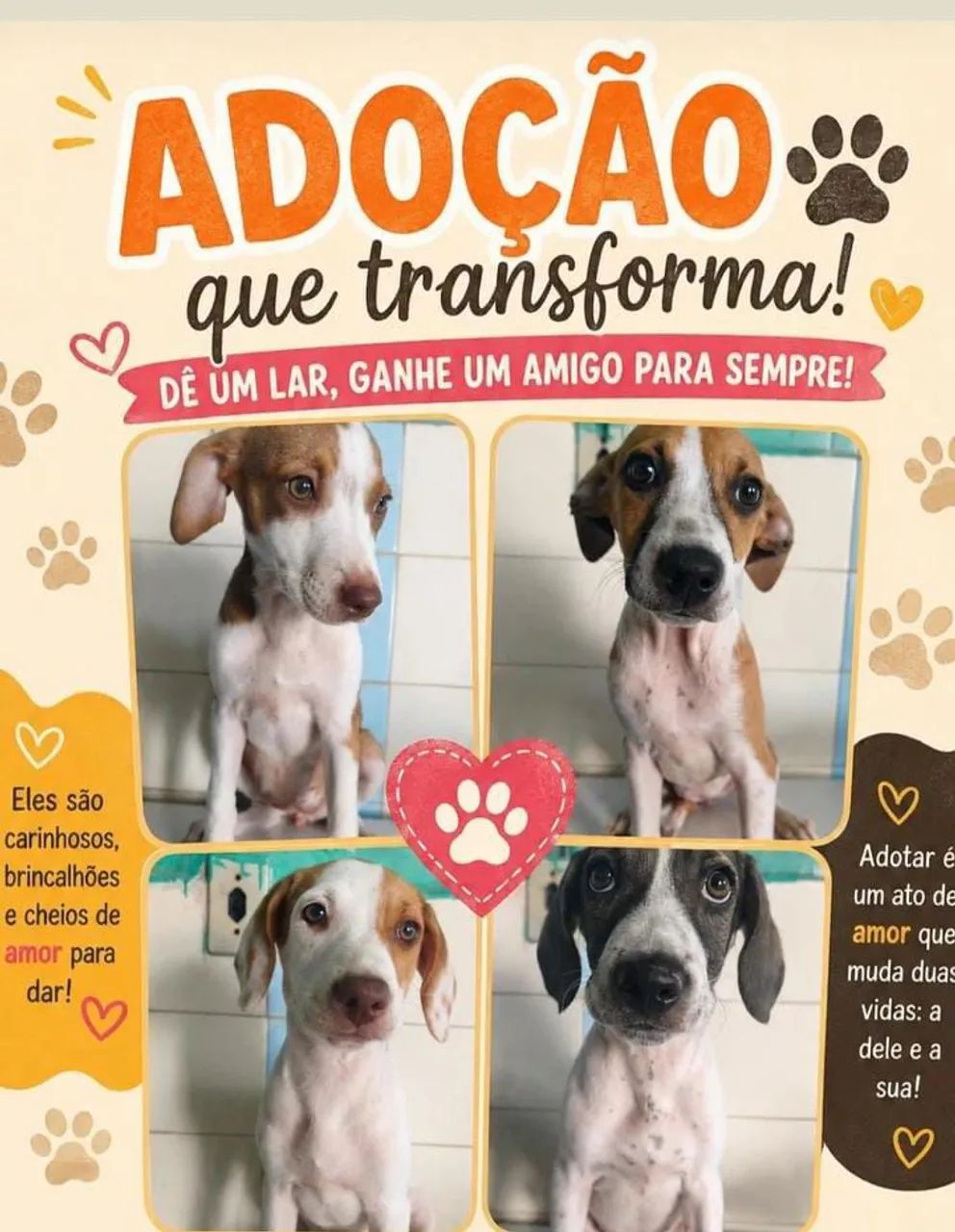 Adote um cachorrinho 