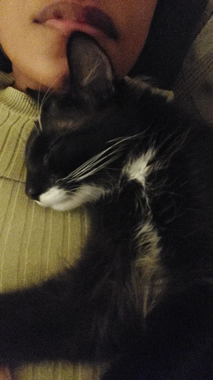 Doação de Gatinho Macho - Carinhoso + Kit Completo - Foto 4