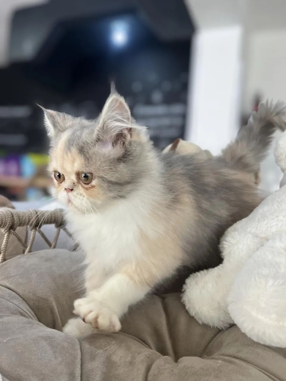 Gato persa fêmeas 