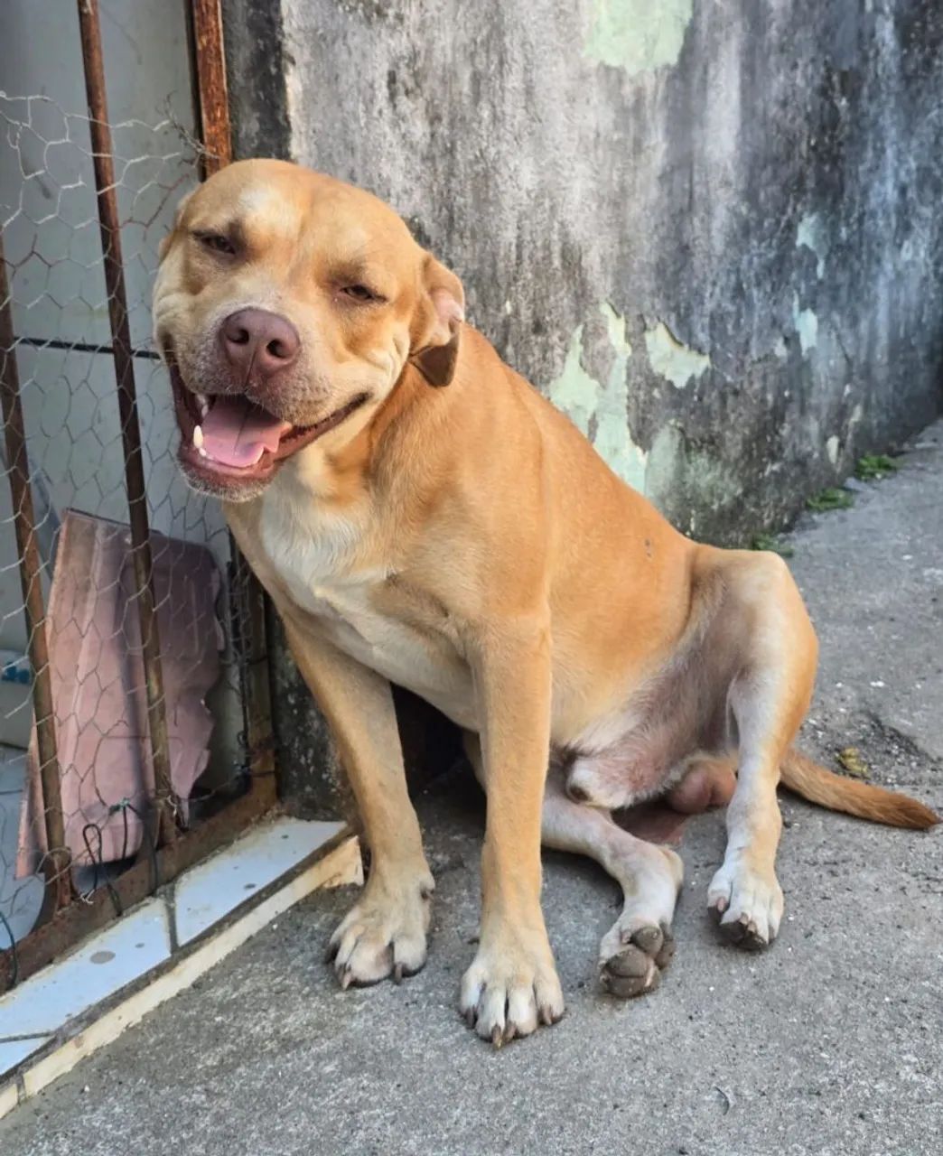 Filhotes de cachorro 