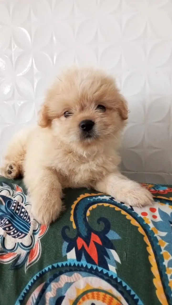 Lhasa apson macho - Foto 3
