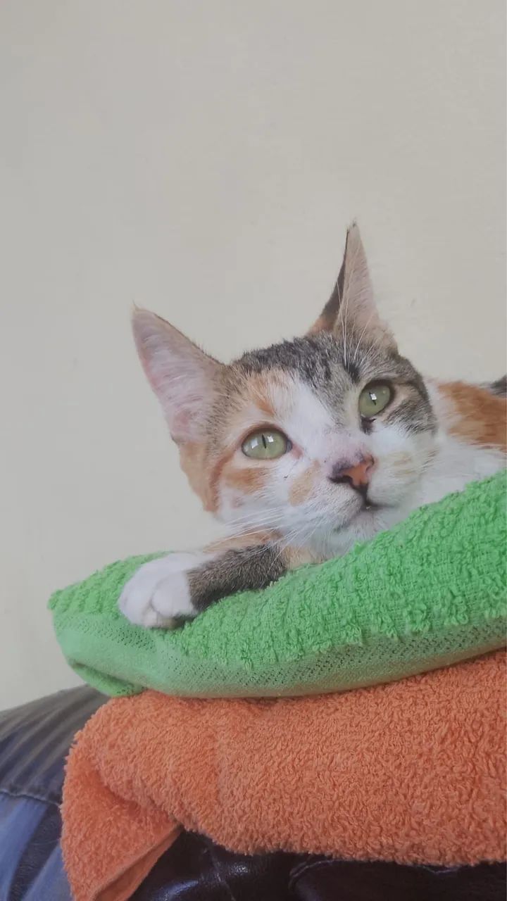 Doação de gatos  - Foto 2