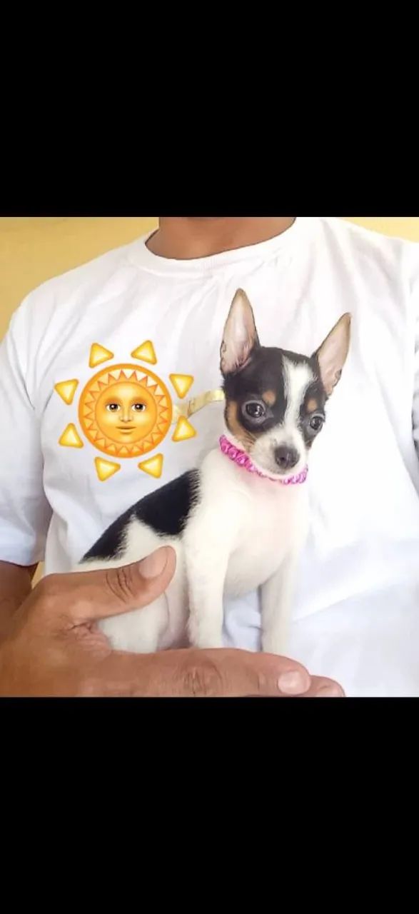 Pinscher gente temos fêmea e macho  - Foto 2