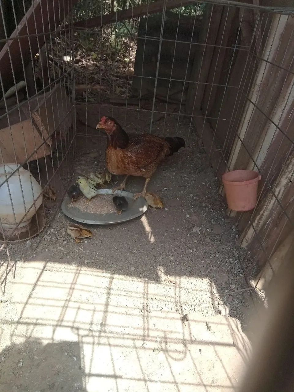 Galinha caipira  - Foto 3