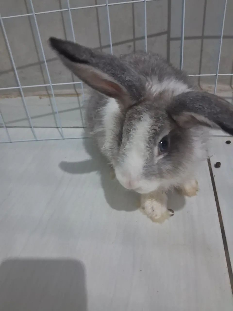  Vendo Coelha fêmea com urgência  - Foto 2