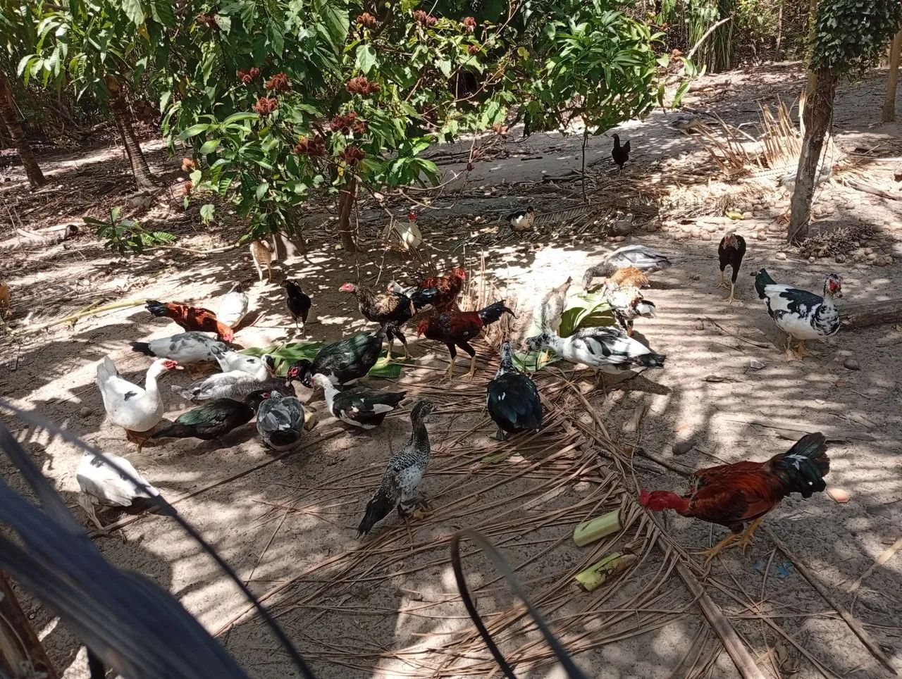 Venda de Patos  - Foto 3