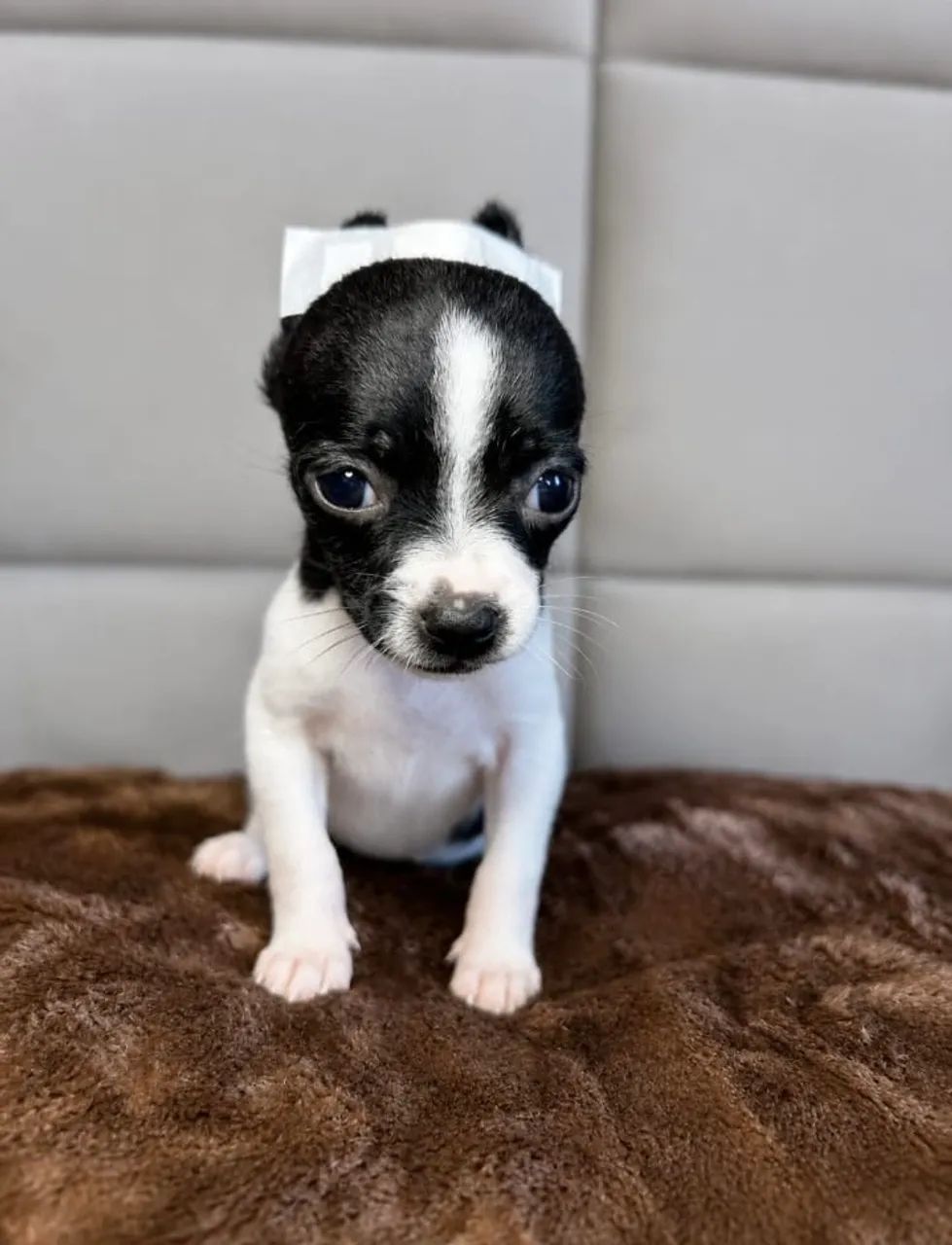 Pinscher  - Foto 2